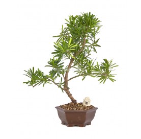 Exclusive bonsai Podocarpus...