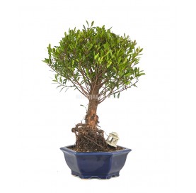 Exclusive bonsai Syzigium...