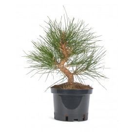 Prebonsaï exclusif Pinus...