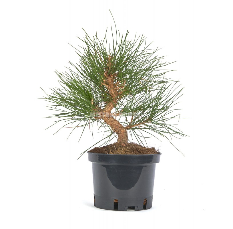 Exclusive Prebonsai Pinus Thunbergii Years Japanese Black Pine Mistral Bonsai