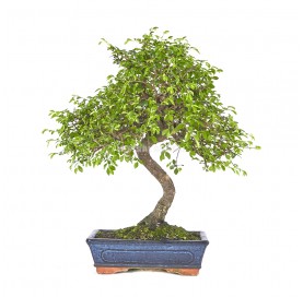 Zelkova parvifolia. Bonsai 10 years. Japanese Elm