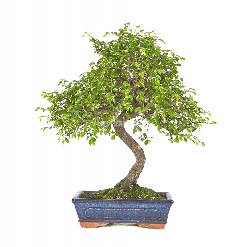 Zelkova parvifolia. Bonsai 10 years. Japanese Elm