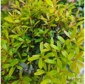 Syzigium buxifolium. Bonsai 5 Jahre. Kirschmyrte