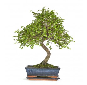 Acquistare Bonsai Zelkova 10 anni - Un bonsia resistente 