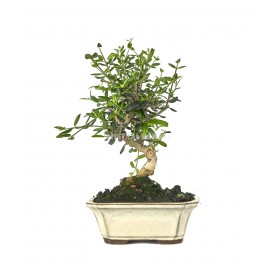 Olea europaea sylvestris. Bonsai 7 years. Wild olive tree or Acebuche