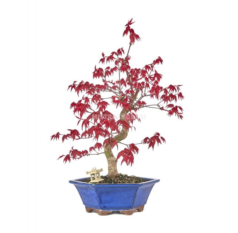 Exclusive bonsai Acer palmatum deshojo 19 years. Japanese Red Maple.