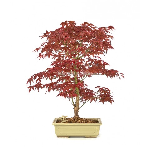 Exclusive bonsai Acer palmatum deshojo 18 years. Japanese Red Maple.