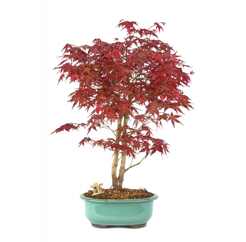 Exclusive bonsai Acer palmatum deshojo 17 years. Japanese Red Maple