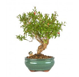 Exclusive bonsai Punica...