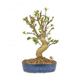 Exclusive bonsai Malus 13...
