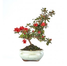 Rhododendron indicum. Bonsai 9 Jahre. Azalee.