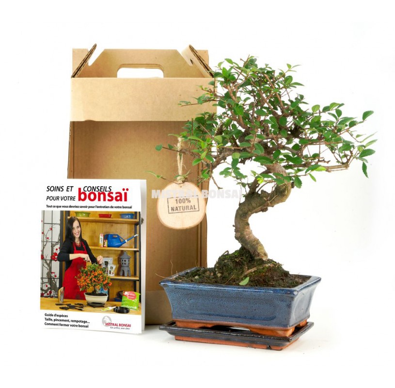 Chinese Juniper Bonsai Tree I Collect from Herons Bonsai