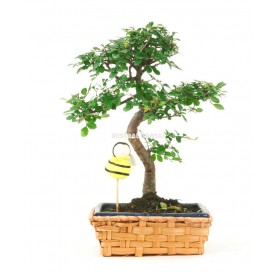 Set mit 8 Jahre altem Zimmerbonsai Maja