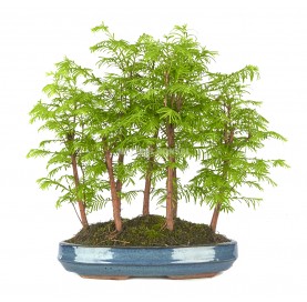 Metasequoia Bonsái 10 años. Bosque. Metasecuoya