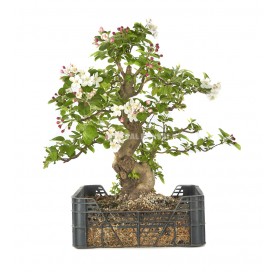 Malus sp. Pré-bonsaï 26 ans en caisse de culture. Pommier