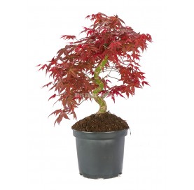Acer palmatum deshojo. Prebonsai 20 years. Japanese Red Maple