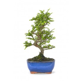 Ulmus parvifolia seiju. Bonsai 10 years. Chinese Elm