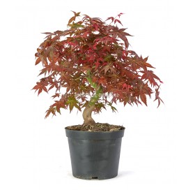 Acer palmatum deshojo. Prebonsai 21 years. Japanese Red Maple