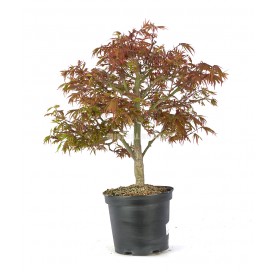 Acer palmatum shaina. Prebonsaï 17 ans. Érable japonais palmé