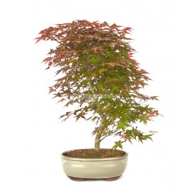 Acer palmatum deshojo. Bonsai 20 years. Japanese Red Maple