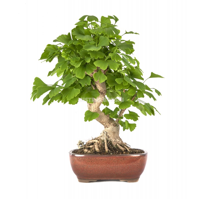 Exclusive Bonsai Ginkgo Biloba 24 Years Maidenhair Tree Mistral Bonsai