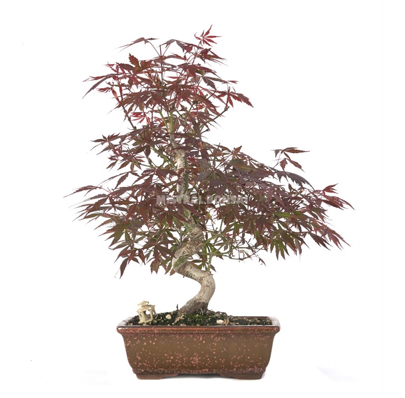 Bonsaï exclusif Acer palmatum atropurpureum ans Érable japonais palmé Mistral Bonsai