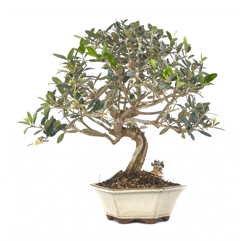 Exclusive bonsai Olea europaea 10 years. Olive tree | Mistral Bonsai