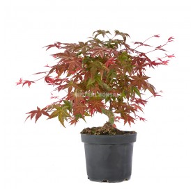 Exklusive Bonsai Acer...