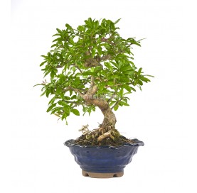 Exclusive bonsai Punica granatum nejikan 26 years. Dwarf pomegranate