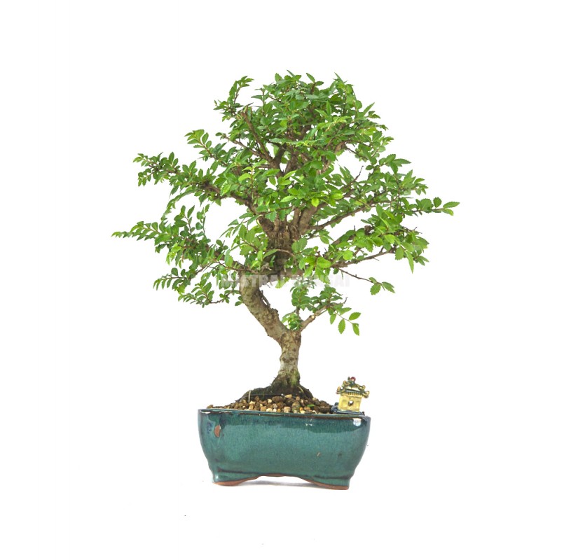 Exclusive bonsai - Our bonsai selection