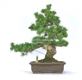 Bonsái exclusivo Pinus pentaphylla 50 años. Pino blanco japonés.