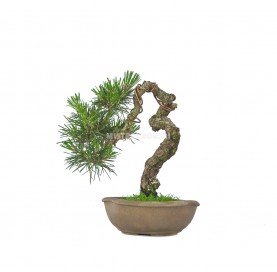 Bonsaï exclusif Pinus thunbergii 25 ans. Pin noir du Japon. Literati
