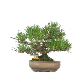 Bonsaï exclusif Pinus thunbergii 32 ans. Pin noir du Japon. Shohin