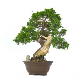 Exclusive bonsai Juniperus chinensis Itoigawa 52 years. Chinese juniper or Needle juniper 