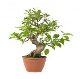 Exclusive bonsai Malus 24 years. Crab Apple or Apple tree