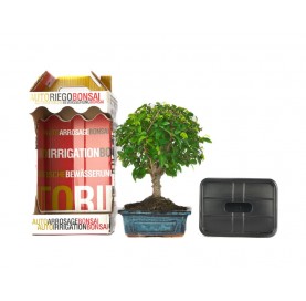 5 year old indoor bonsai with self-watering system kit