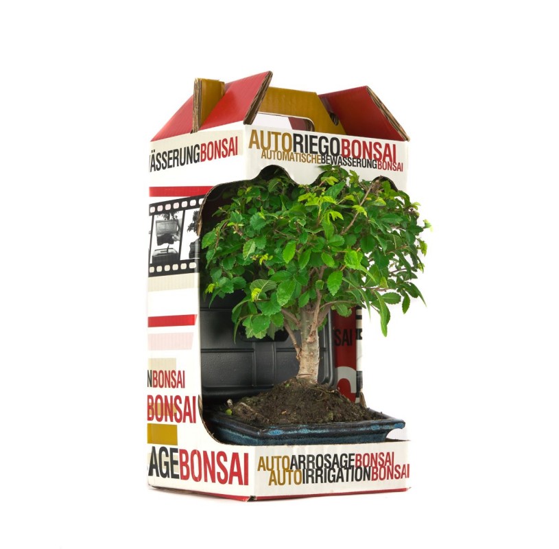 Kit bonsái interior de 5 años con autoriego