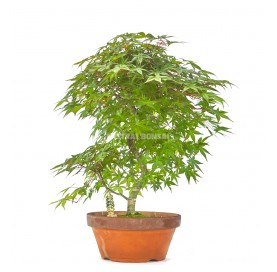 Exclusive bonsai Acer palmatum deshojo 21 years. Japanese Red Maple.