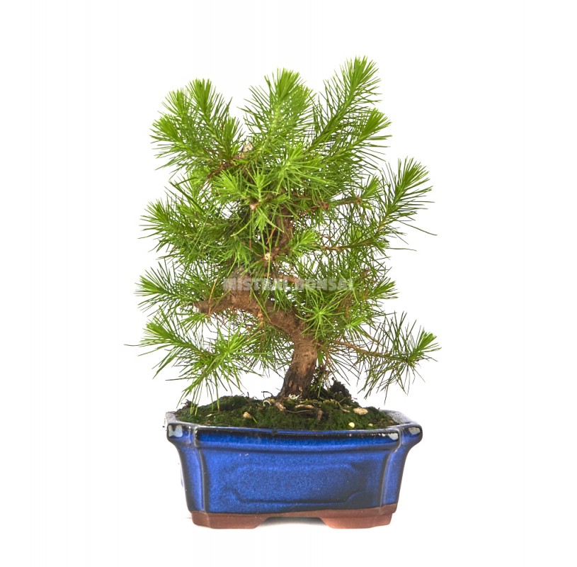 Pinus halepensis. Bonsai 7 years. Aleppo pine