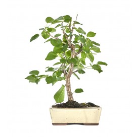 Prunus mahaleb. Bonsai 9 Jahre. Mahaleb-Kirsche