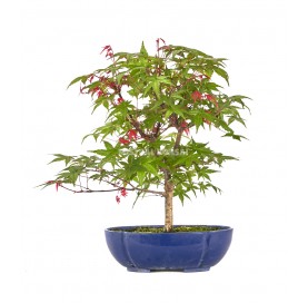 Acer palmatum deshojo. Bonsai 10 years. Japanese Red Maple