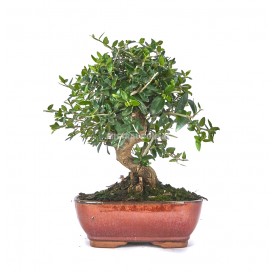 Olea europaea sylvestris. Bonsai 10 years. Olive tree.