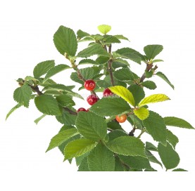 Prunus tomentosa. Bonsaï 7 ans. Ragouminier ou Cerisier de Nankin