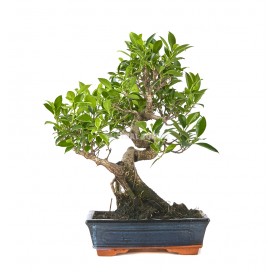 Ficus retusa. Bonsai 12...