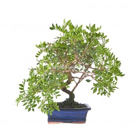 Pistacia lentiscus. Bonsai 10 Jahre. Pistazienbaum
