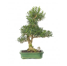 Exklusive Bonsai Buxus harlandii 19 Jahre. Indonesischer Buchsbaum