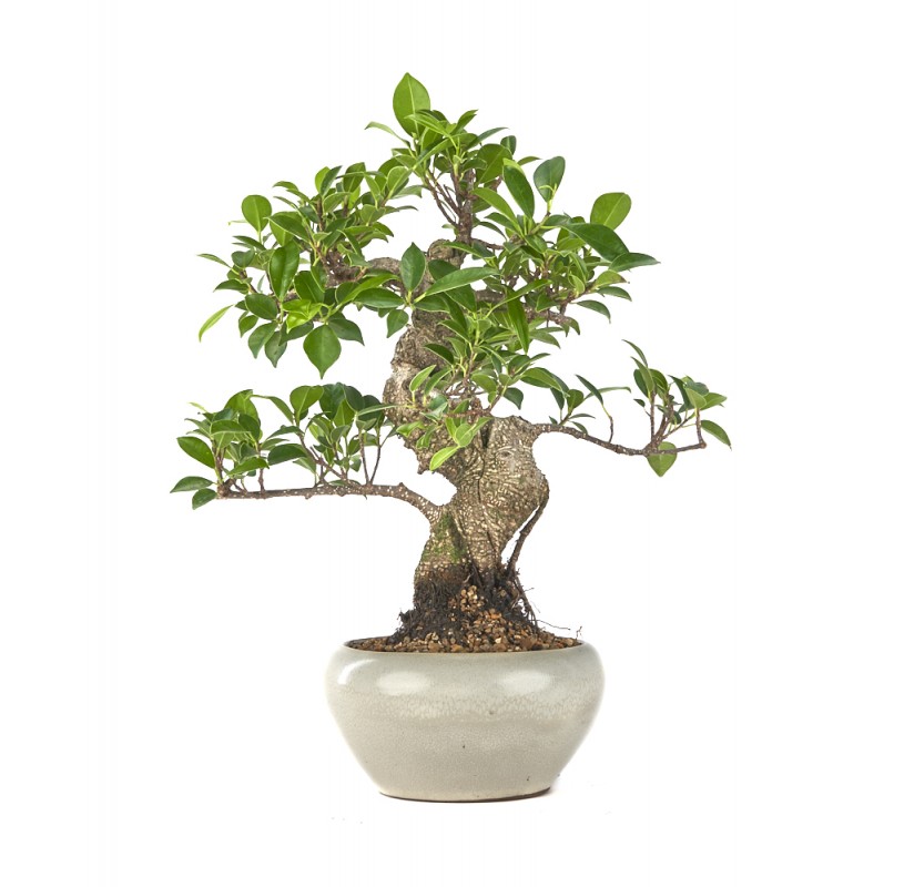 Exclusive bonsai Ficus retusa 12 years. Chinese banyan or indoor fig ...