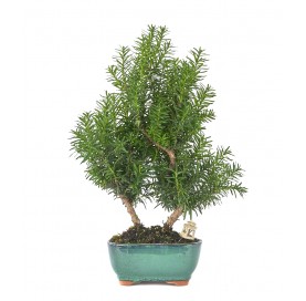 Exclusive bonsai Taxus...