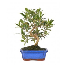 Olea europaea. Bonsai 7 years. Olive tree