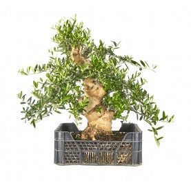 Olea europaea. Pre-bonsai 25 years in growing box. Olive tree.